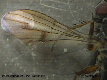 Dolichopus nimbatus femelle