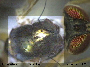Sciapus platypterus femelle