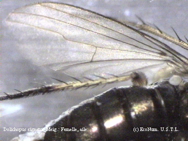 Dolichopus signatus femelle