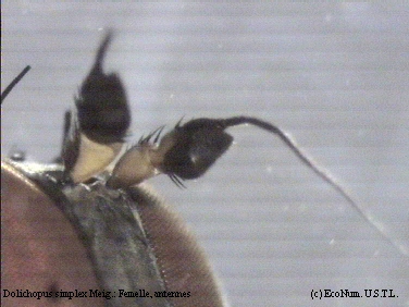 Dolichopus simplex femelle