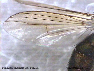 Dolichopus ungulatus femelle