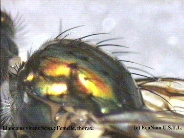 Liancalus virens femelle